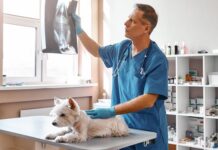 Современный рентген для животных в госпитале «Genesis»: точная и безопасная диагностика