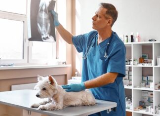 Современный рентген для животных в госпитале «Genesis»: точная и безопасная диагностика